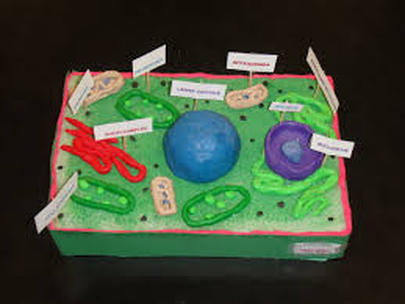 3-D Animal & Plant Cell - Ms. Hill's Science Class